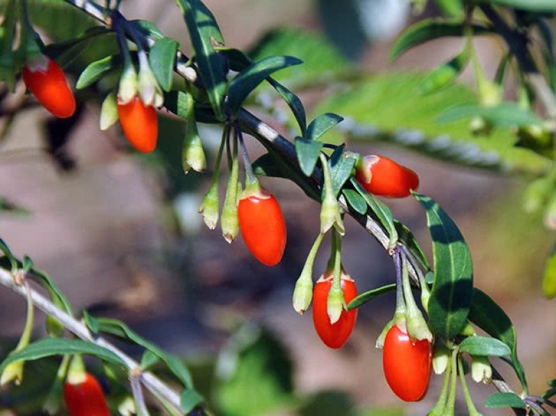 Goji Berry Fidanı