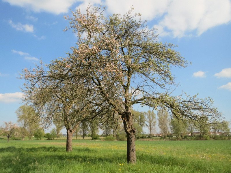 Elma Fidanı