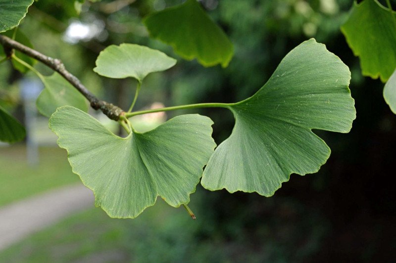 Ginkgo Biloba (Mabet Ağacı)