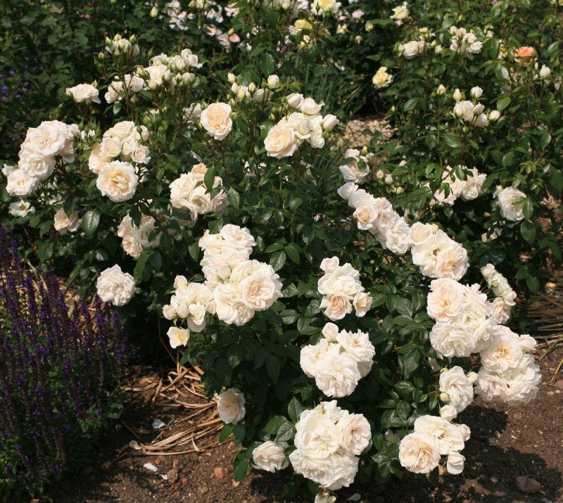 Lions Rose Yediveren Gül Fidanı