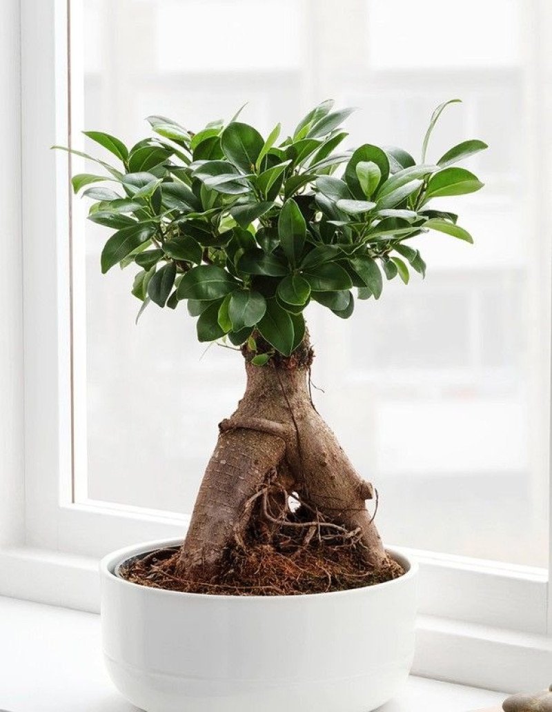 Ficus Ginseng Bonsai