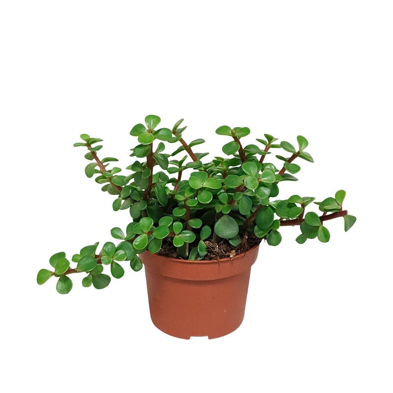 Portulacaria Afra Sukulent