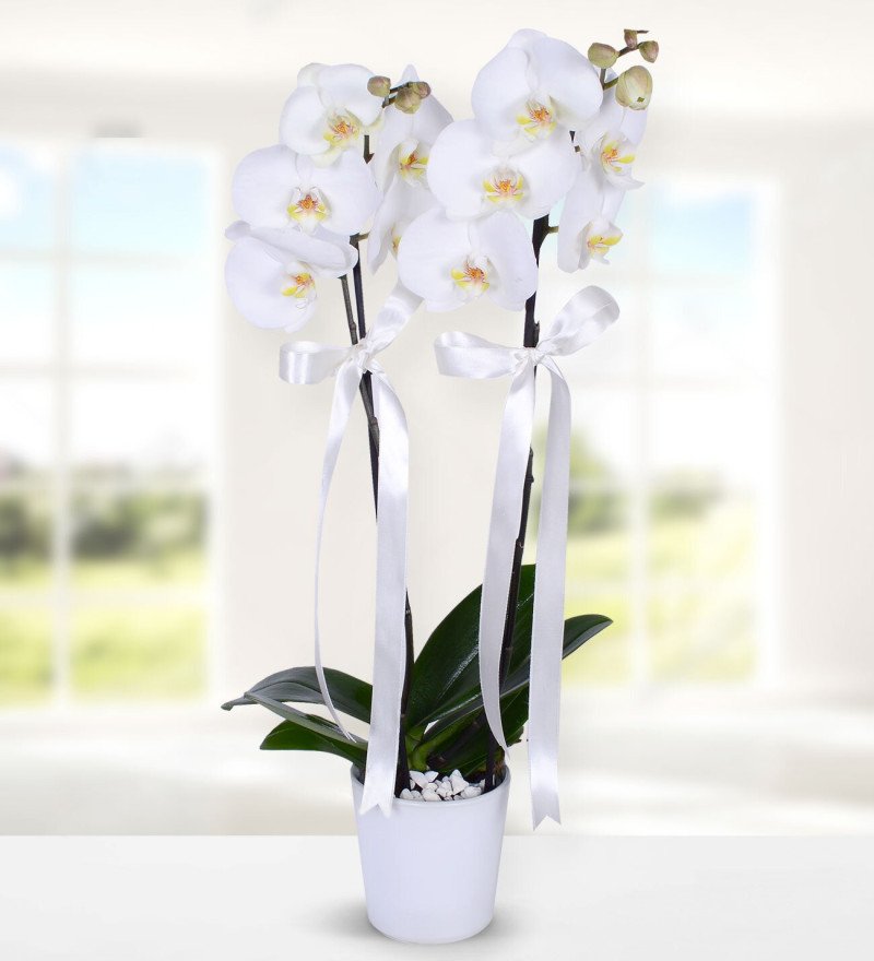 White Magic Çift Dal Orkide