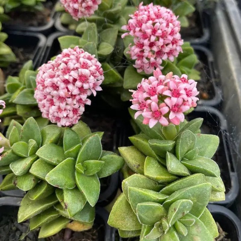 Crassula Springtime Sukulent