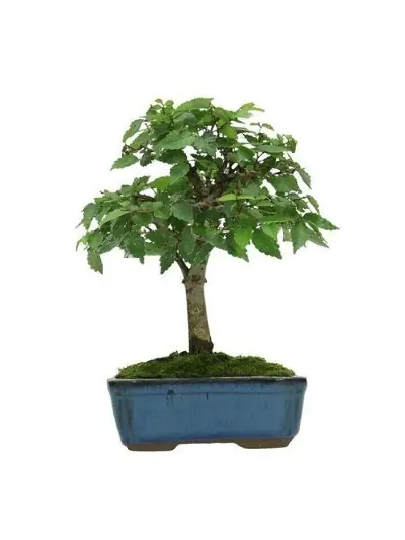 Zelkova Japon Karaağacı Bonsai