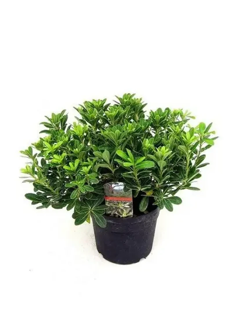 Bodur Yıldız Çalısı (Pittosporum tobira Nana)
