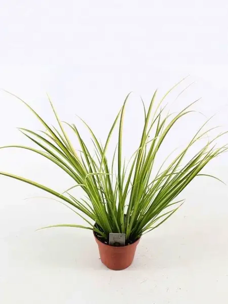 Alacalı Eğir Otu (Acorus gramineus Ogon)