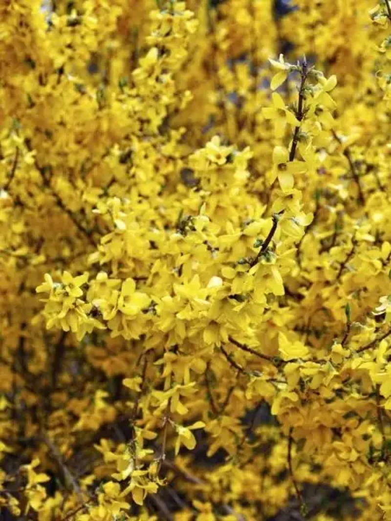 Altın Çanak Fidanı (Forsythia Week End Courtalyn)