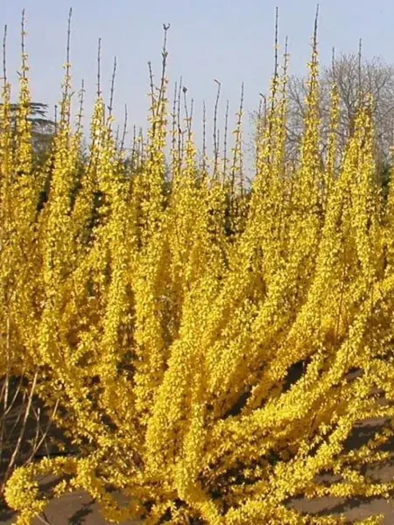 Altın Çanak Fidanı (Forsythia Week End Courtalyn)