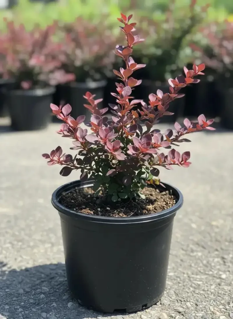 Bordo Hanım Tuzluğu (Berberis ottawensis Auricoma)