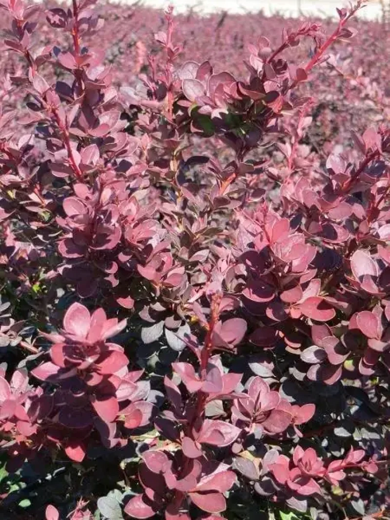 Bordo Hanım Tuzluğu (Berberis ottawensis Auricoma)