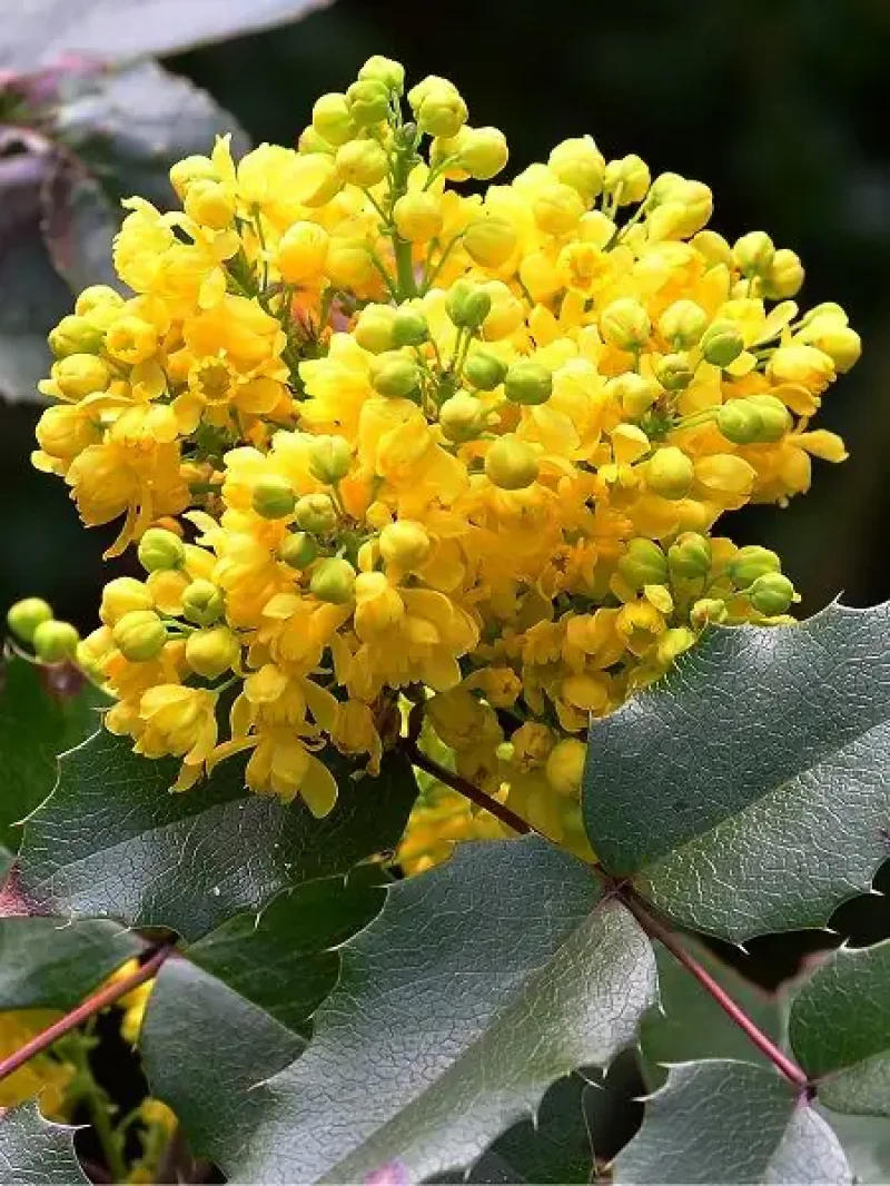 Mahonya Çalısı (Mahonia aquifolium)