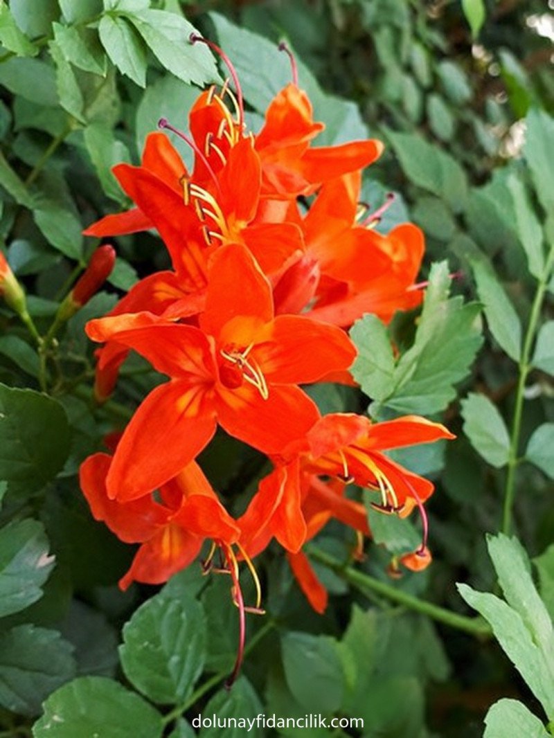 Turuncu Çiçekli Tekomarya (Tecoma capensis)