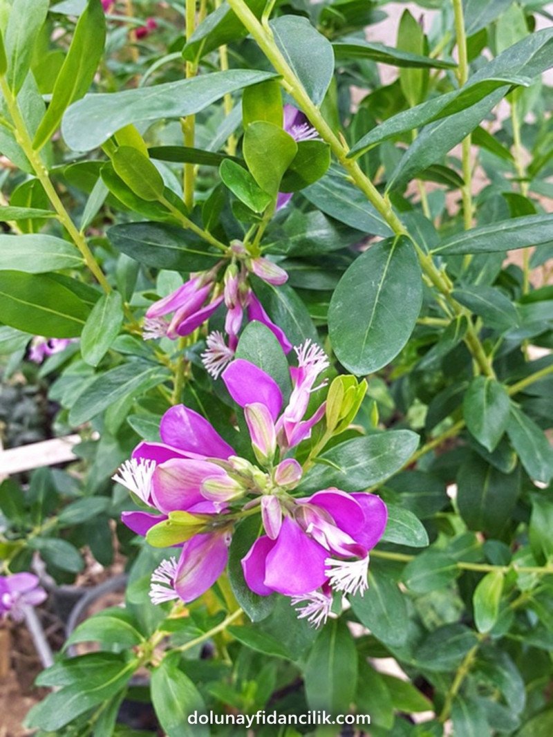 Poligala Çiçeği (Polygala myrtifolia)