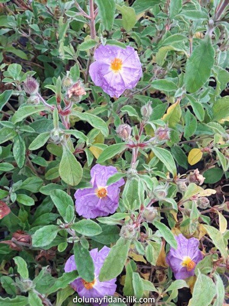 Tüylü Laden (Cistus creticus)