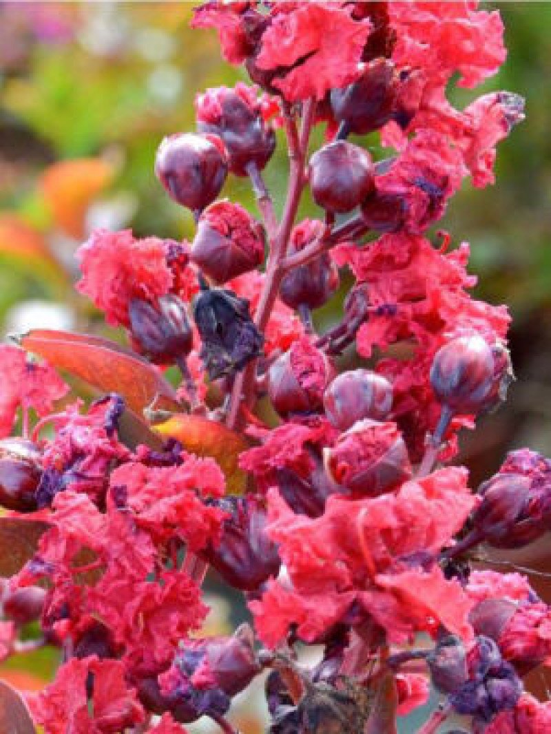 Kırmızı Çiçekli Bodur Oya Ağacı (Petite Red)