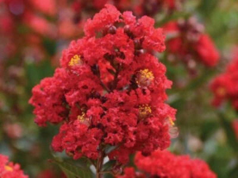 Kırmızı Çiçekli Oya Ağacı (Magnifica Rubra)