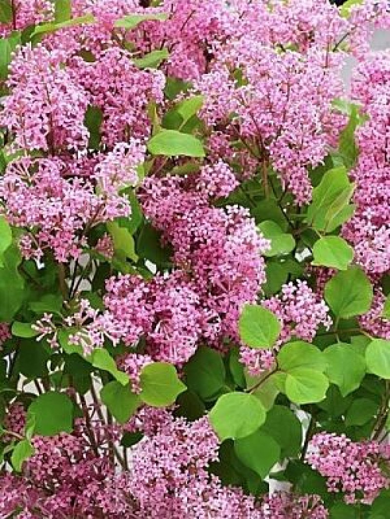 Pembe Çiçekli Bodur Leylak (Flowerfesta Pink)