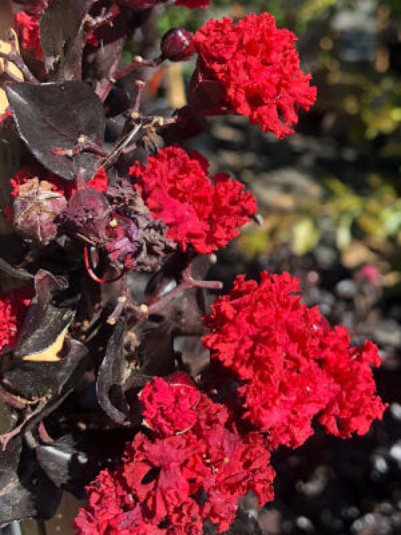 Koyu Kırmızı Oya Ağacı (Black Diamond Best Red)