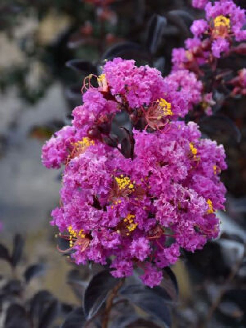 Mor Oya Ağacı (Black Diamond Purely Purple)