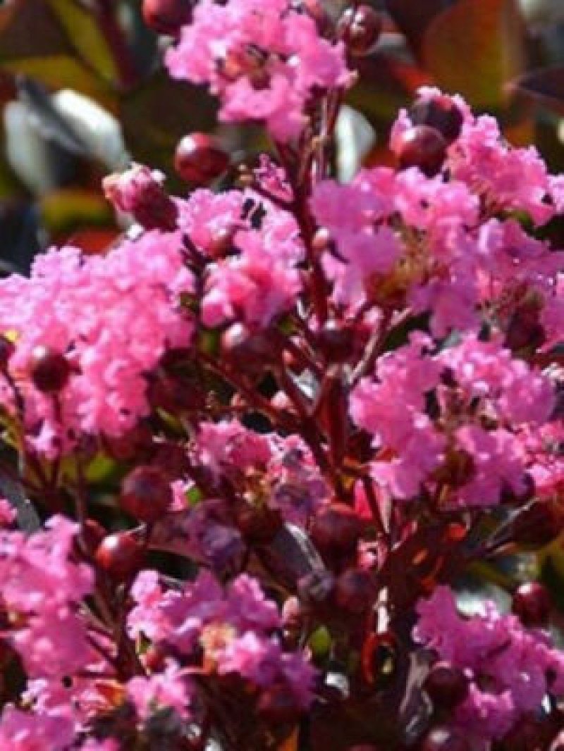 Pembe Oya Ağacı (Black Diamond Rhapsody in Pink)