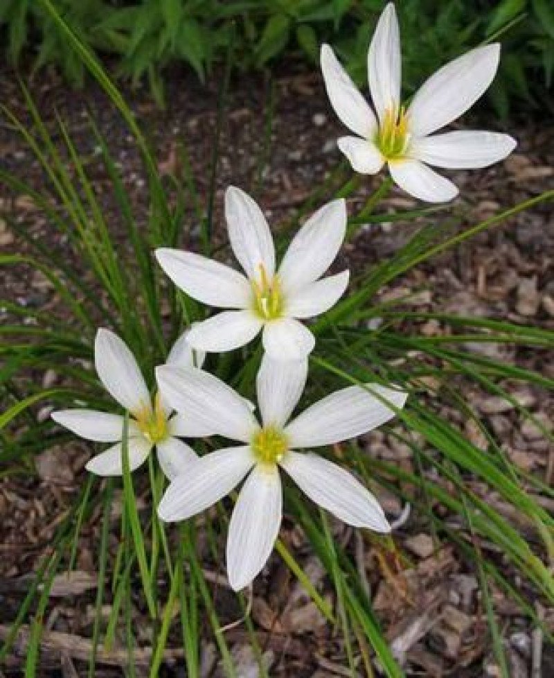 Beyaz Çiçekli Zıpçıktı (Zephyranthes candida)