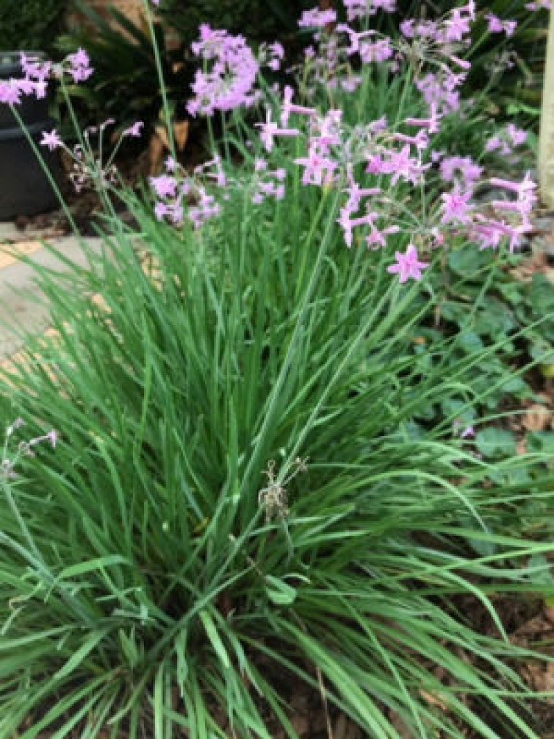 Sosyete Sarımsağı (Tulbaghia violacea)