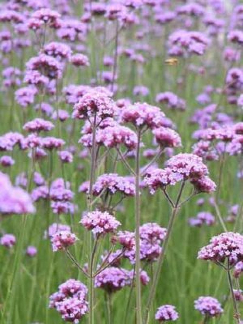 Arjantin Mine Çiçeği (Verbena bonariensis)