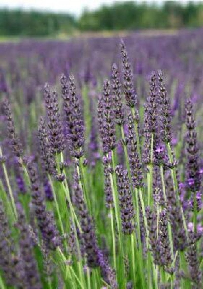 Grosso Lavanta (Lavandula x intermedia)