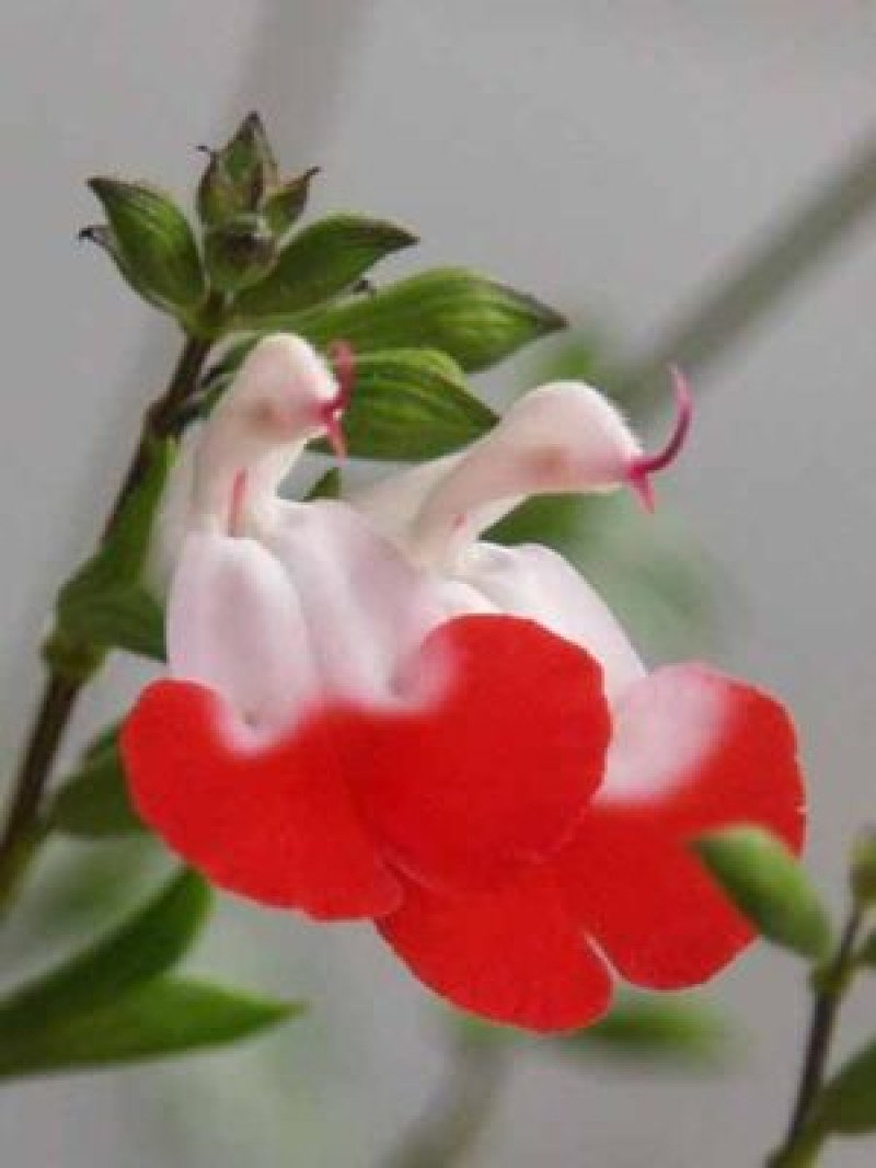 Kırmızı Beyaz Süs Adaçayı (Hot Lips)