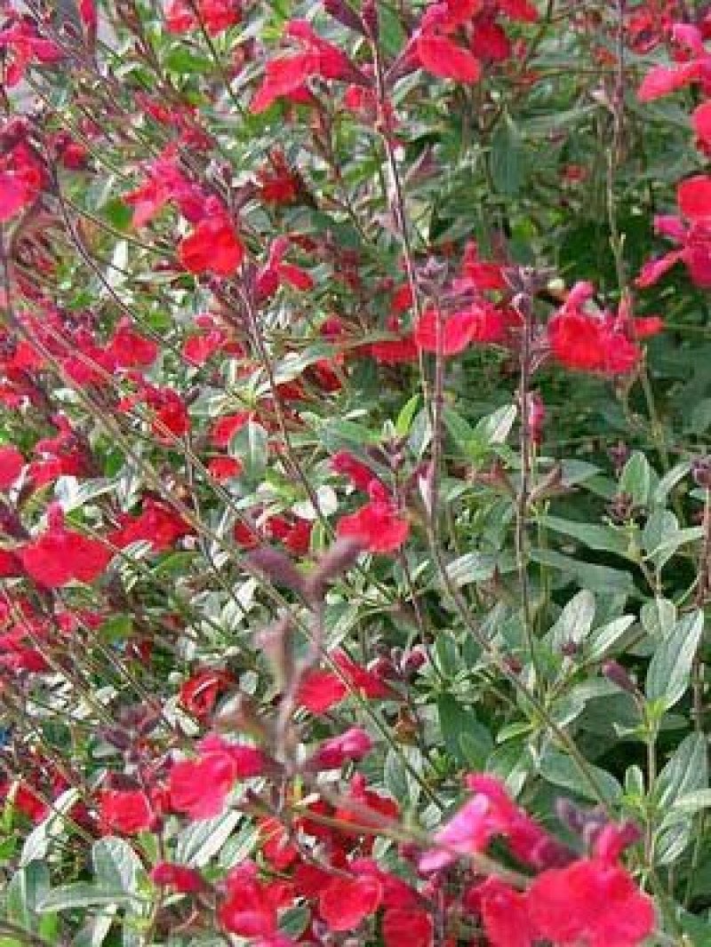 Kırmızı Çiçekli Süs Adaçayı (Salvia microphylla)