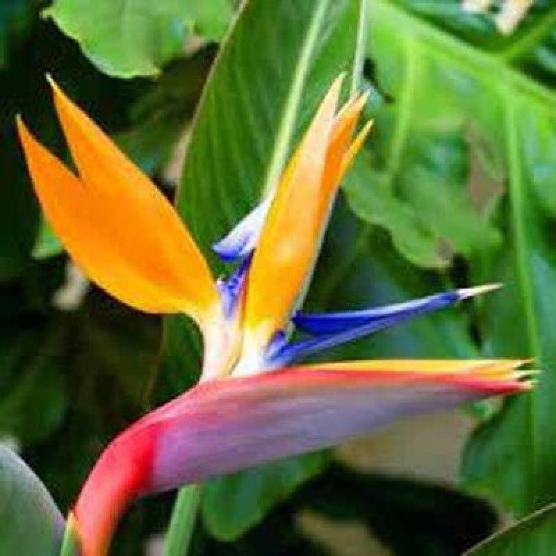Bodur Cennet Kuşu (Strelitzia)