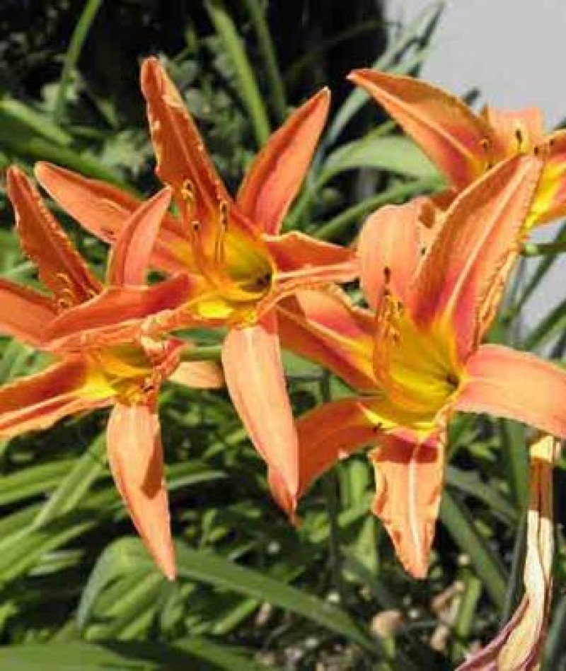 Turuncu Gün Güzeli (Hemerocallis fulva)