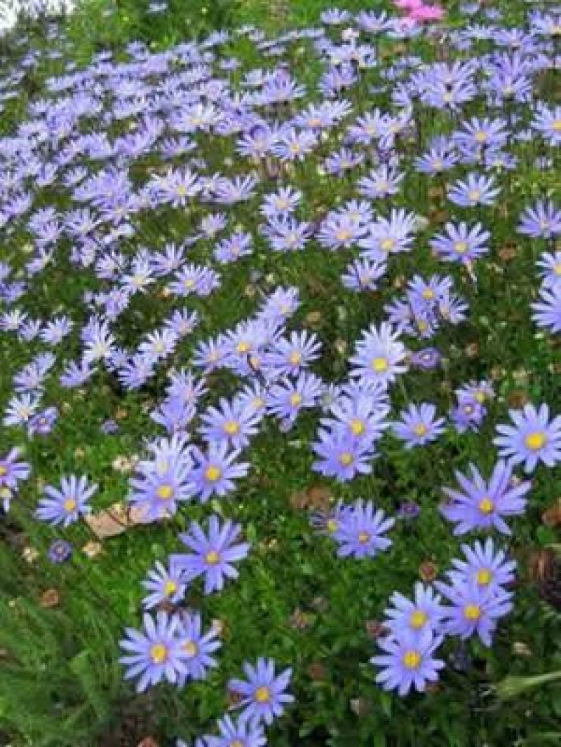 Mavi Şifa Otu (Felicia amelloides)