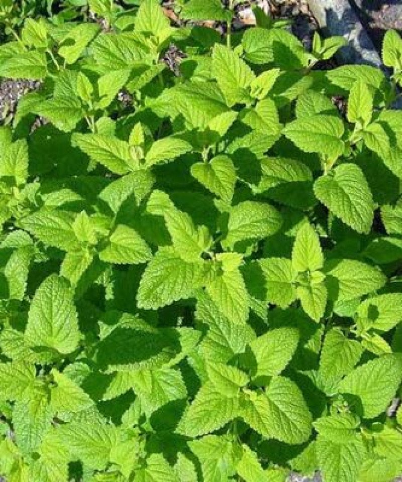Oğul Otu (Melissa officinalis)