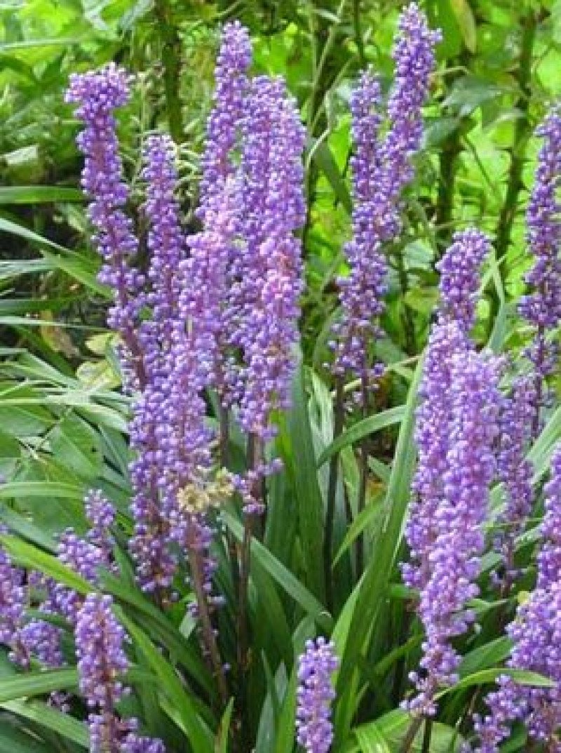 Çim Zambağı (Liriope muscari)