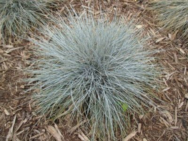 Mavi Çim (Festuca ovina Glauca)