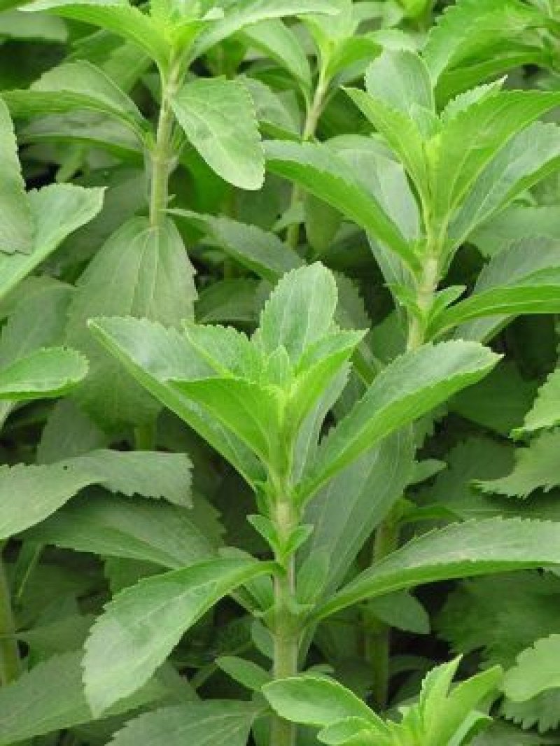 Şeker Otu Fidanı (Stevia)
