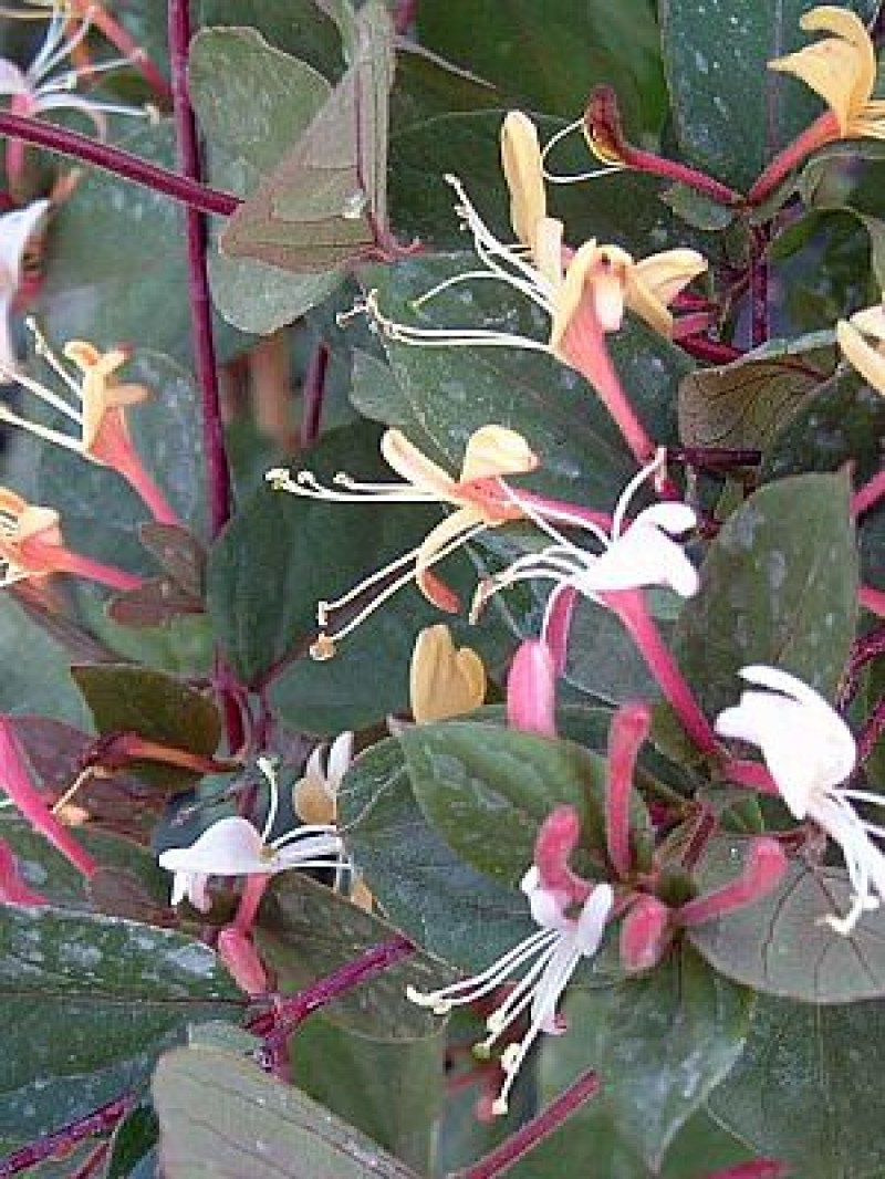 Japon Hanımeli (Lonicera japonica Purpurea)