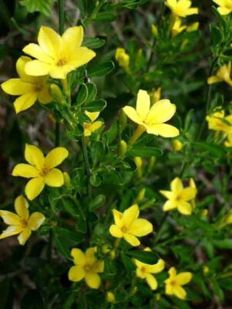 Sarı Çiçekli Yasemin (Jasminum fruticans)