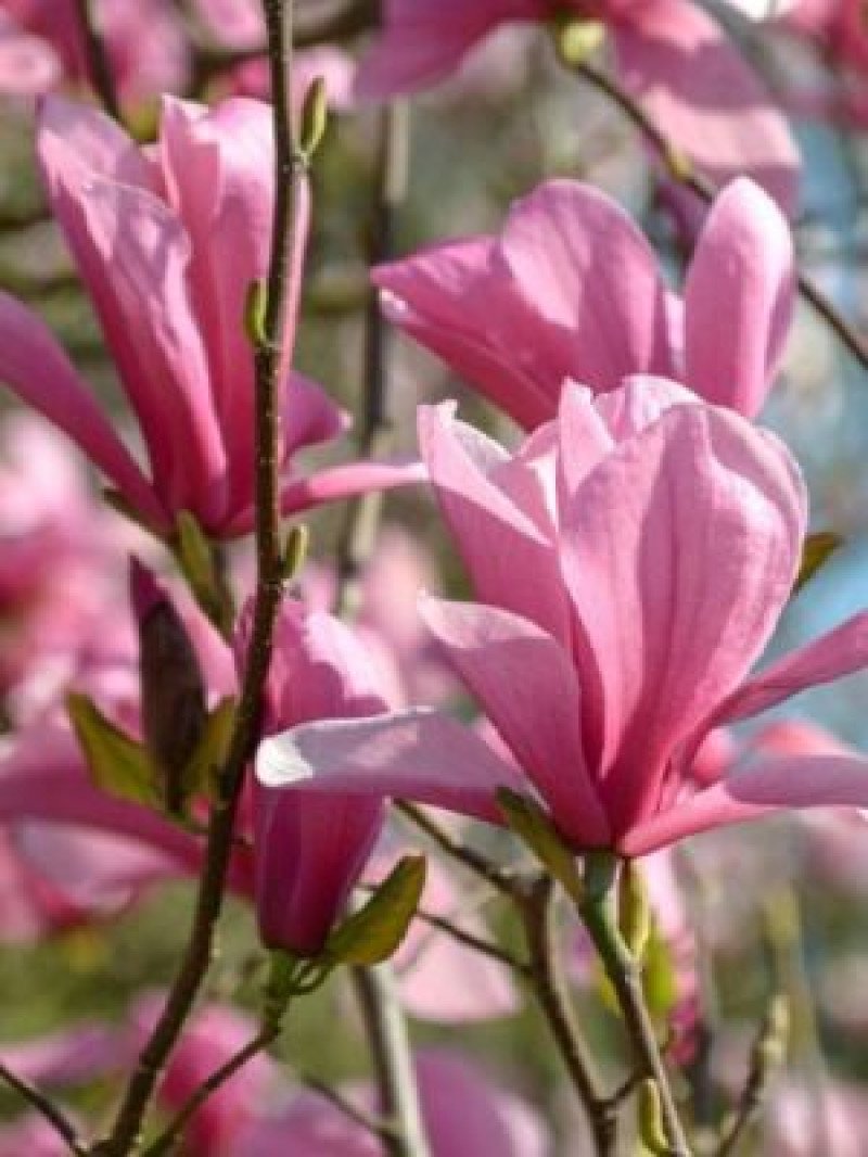 Pembe Çiçekli Manolya (Galaxy)