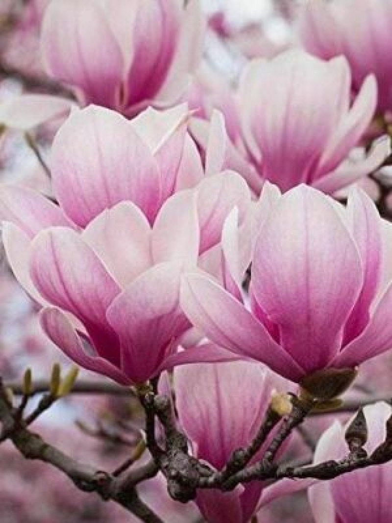 Açık Pembe Çiçekli Manolya (Soulangeana)