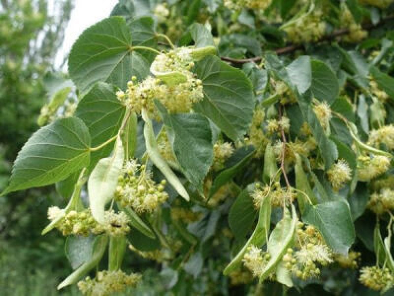 Küçük Yapraklı Ihlamur (Tilia cordata)