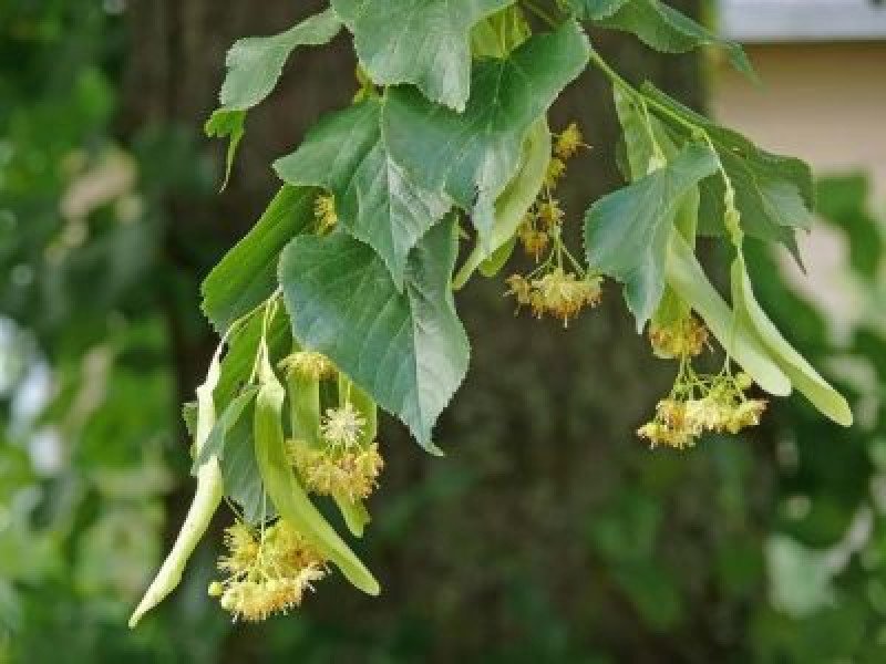 Ihlamur Fidanı (Tilia platyphyllos)