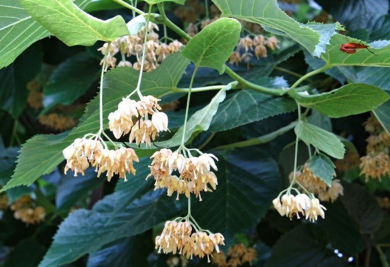 Ihlamur Fidanı (Tilia tomentosa)
