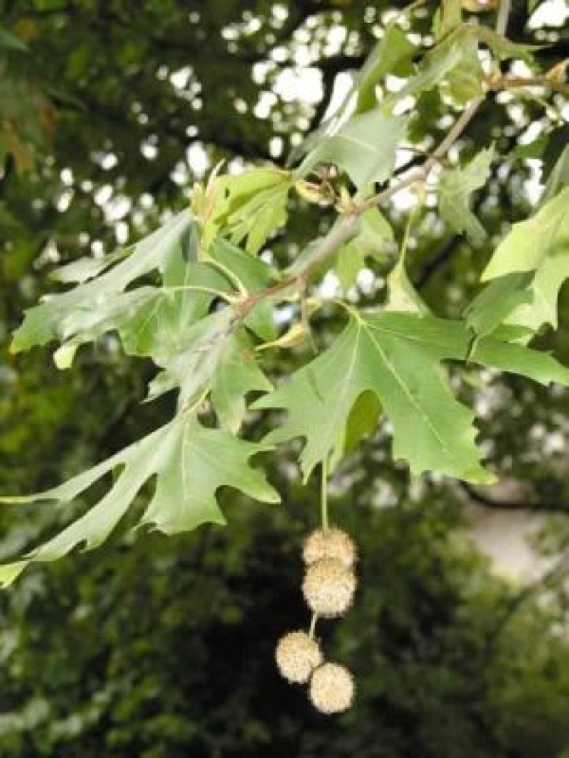 Londra Çınarı (Platanus acerifolia)