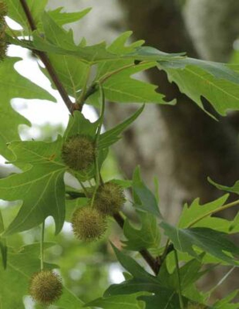 Doğu Çınarı (Platanus orientalis)
