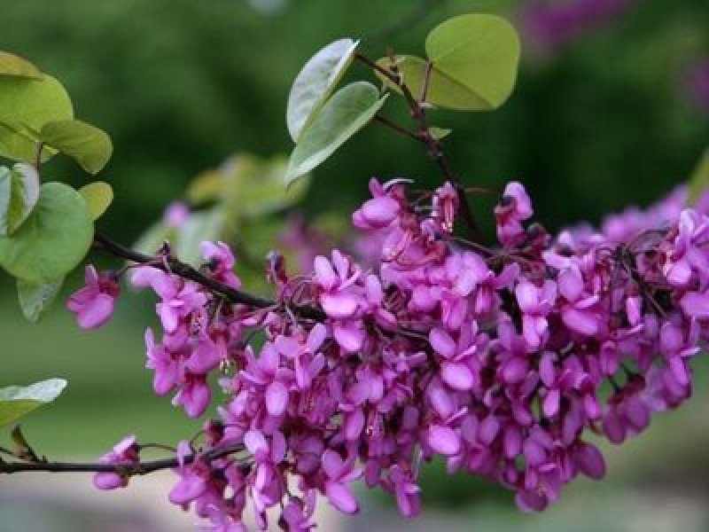 Erguvan (Cercis siliquastrum)