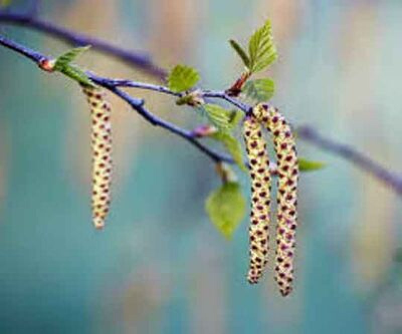 Huş Fidanı (Betula alba)