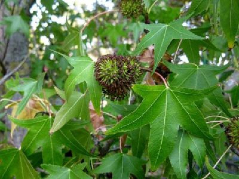 Anadolu Sığlası (Liquidambar orientalis)